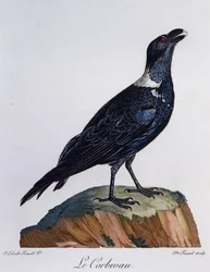 Valkokaulakorppi (Corvus albicollis), kaiverrus Afrikan lintujen luonnonhistoriasta
