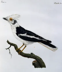 Valkoinen kypäräristikko (Prionops plumatus), kaiverrus Afrikan lintujen luonnonhistoriasta