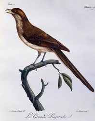 Keltanokkaristikko (Corvinella corvina), kaiverrus Afrikan lintujen luonnonhistoriasta