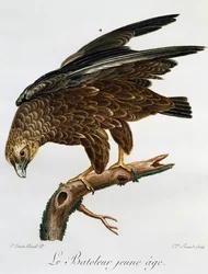 Nuori Bateleur (Terathopius ecaudatus), kaiverrus Histoire Naturelle des Oiseaux d