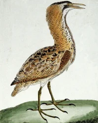 Kaulushaikara