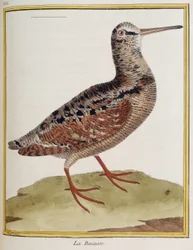 ""La becasse"", eläintieteen levy 885 otettu Francois Nicolas Martinetin "History of birds" -kirjasta