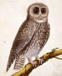 Pöllö, Georges de Buffonin (1707-88) teoksesta Histoire Naturelle des Oiseaux, julkaistu 1777