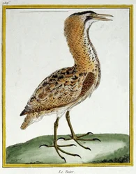 Tiede. eläintiede. Kaulushaikara. Kaiverrus Francois Nicolas Martinet teoksessa: Natural History of Birds, Georges Louis Leclerc de Buffon, Ranska, n. 1777 (värikaiverrus)