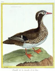 Tiede. eläintiede. Kiinan sinivihreä. Kaiverrus Francois Nicolas Martinet teoksessa: Natural History of Birds, Georges Louis Leclerc de Buffon, Ranska, n. 1777 (värikaiverrus)