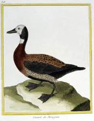 Tiede. eläintiede. Euraasian Wigeon. Kaiverrus Francois Nicolas Martinet teoksessa: Natural History of Birds, Georges Louis Leclerc de Buffon, Ranska, n. 1777 (värikaiverrus)