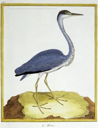 Tiede. eläintiede. Harmaahaikara. Kaiverrus Francois Nicolas Martinet teoksessa: Natural History of Birds, Georges Louis Leclerc de Buffon, Ranska, n. 1777 (värikaiverrus)
