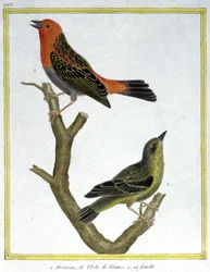 Tiede. eläintiede. House Sparrow Ile de Francesta. Kaiverrus Francois Nicolas Martinet teoksessa: Natural History of Birds, Georges Louis Leclerc de Buffon, Ranska, n. 1777 (värikaiverrus)