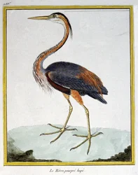Tiede. eläintiede. Purple Heron. Kaiverrus Francois Nicolas Martinet teoksessa: Natural History of Birds, Georges Louis Leclerc de Buffon, Ranska, n. 1777 (värikaiverrus)