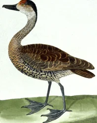 Putkiankka