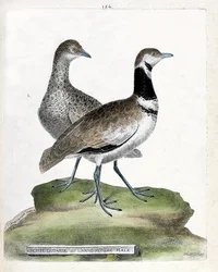 Eläintutkimustaulu (lintutiede): etuosa: pikkutautia tai pieni urosruoko ja takaosa: naaras pieni ruoko (canepetiere bustard tai tetrax tetrax). Kuvitus Francois Nicolas Marin teoksesta "Lintujen historia, maalattu niiden esiintymiselle ja herkkyydelle"