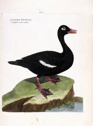 Eläintutkimustaulu (lintututkimus): kaksoispiippu (ruskea scoter tai melanitta fusca). Kuvitus Francois Nicolas Martinet