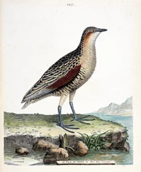 Eläintutkimuslautakunta (ornitologia): polvirale tai viiriäinen kuningas (crex crex). Kuvitus Francois Nicolas Martinet