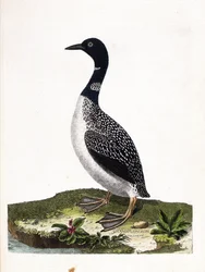 Eläintutkimuslauta (ornitologia): suuri spottisukellus (imstrand-sukellus tai gavia immer). Kuvitus Francois Nicolas Martinet