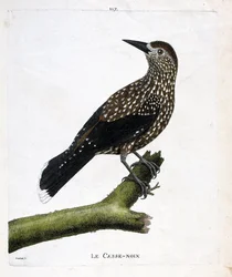 Eläintutkimuslautakunta (ornitologia): pähkinänsärkijä (perhopähkinä tai nucifraga caryocatacts) oksalla. Kuvitus Francois Nicolas Martinet