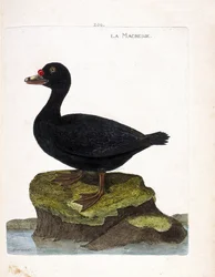 Eläintutkimustaulu (ornitologia): scoter (musta scoter tai melanitta nigra). Kuvitus Francois Nicolas Martinet