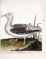Eläinkartta (ornitologia): Albatros (ulvoja albatros tai diomedea exulans). Kuvitus Francois Nicolas Martinet