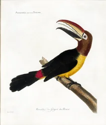 Eläinkartta (ornitologia): Aracaris, vulgly tukaani (vihreä aracari tai pteroglossus viridis)