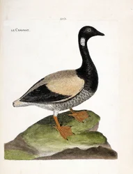 Eläinkartta (ornitologia): Brant (brant tai branta bernicla). Kuvitus Francois Nicolas Martinet