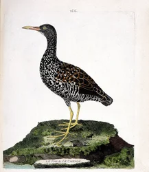 Eläinkartta (ornitologia): Caiennen rale (tahrat tai pardirallus maculatus). Kuvitus Francois Nicolas Martinet