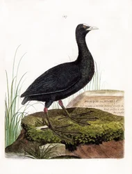 Eläinkartta (ornitologia): Nokka tai Mosel (Macroule cot tai fulica atra). Kuvitus Francois Nicolas Martinet