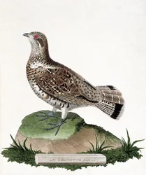 Eläinkartta (ornitologia): Naarasgelinotte (puugelinotte tai bonasia bonasia). Kuvitus Francois Nicolas Martinet