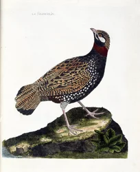 Eläintieteellinen taulu (ornitologia): frankoliini (mustafrankoliini eli Francolinus francolinus). Kuvitus François Nicolas Martinet