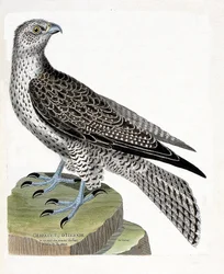 Eläinkartta (ornitologia): Islannin gerfault (gerfaut falcon tai falco rusticolus). Kuvitus Francois Nicolas Martinet