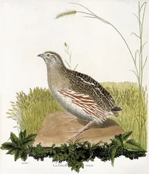 Eläinkartta (ornitologia): Urosviiriäinen (ble quail tai coturnix coturnix). Kuvitus Francois Nicolas Martinet