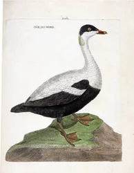 Eläinkartta (ornitologia): Pohjoinen hanhi tai haahka (Eider a peitto tai somateria mollissima). Kuvitus Francois Nicolas Martinet