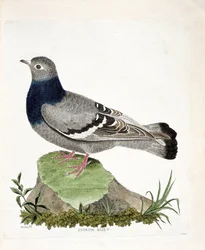 Eläinkartta (ornitologia): Pigeon biset (Columbia livia). Kuvitus Francois Nicolas Martinet