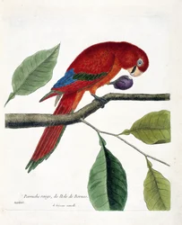 Eläinkartta (ornitologia): Borneon saaren punainen papukaija (suuri eclectus tai eclectus roratus). Kuvitus Francois Nicolas Martinet