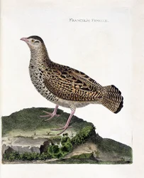 Eläintieteellinen taulu (ornitologia): naarasfrankoliini (musta frankoliini eli Francolinus francolinus). Kuvitus François-Nicolas Martinet