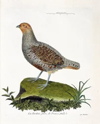 Eläinkartta (ornitologia): Ranskan harmaa pelto, uros (harmaa pelto tai peltopyy). Kuvitus Francois Nicolas Martinet