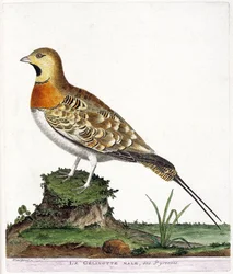 Eläinkartta (ornitologia): Pyreneiden urosgelinottti (Ganga cata tai pterocles alchata). Kuvitus Francois Nicolas Martinet