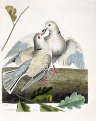 Eläinkartta (ornitologia): kaulakyyhky (vaaleanpunainen ja harmaa kyyhkynen tai streptopelia roseogrisea). Kuvitus Francois Nicolas Martinet