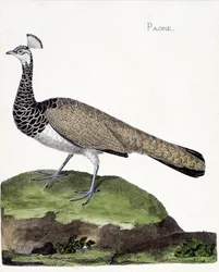 Eläintieteellinen taulu (ornitologia): riikinkukko (siniriikinkukko eli Pavo cristatus). Kuvitus François Nicolas Martinet