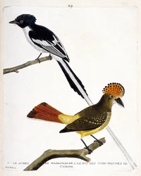 Eläintietokartta (ornitologia). Yläosa: Madagascar schel (Malagassin chitrek tai mutatoitu terpsifoni). Matala vuosi: Caiennen (Flycatcher Crowns tai Onychorhynchus Coronatus) King of Fly Gob (Gobemouche tai Fly Gob). Kuvitus teoksessa "The History of the 