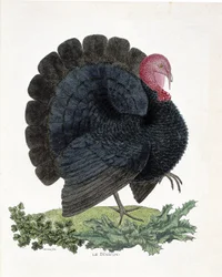 Eläinkartta (ornitologia): Turkki (kotikalkkuna tai Melaeagris gallopavo). Kuvitus Francois Nicolas Martinet