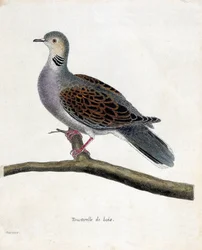 Eläinkartta (ornitologia): Metsikyhky (puukyyhky tai streptopelia turtur) oksalla. Kuvitus Francois Nicolas Martinet