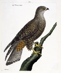 Eläintieteellinen taulu (ornitologia): musta haarahaukka (Milvus migrans) oksalla. Kuvitus François Nicolas Martinet