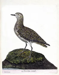 Eläinkartta (ornitologia): casoar (casoar kypärä tai cassuarius cassuarius). Kuvitus Francois Nicolas Martinet