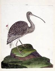 Eläintietokartta (ornitologia): kihara (kurkkutuhka tai numenius arquata). Kuvitus Francois Nicolas Martinet