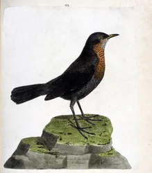 Eläintieteellinen taulu (ornitologia): naarasmustarastas (musta mustarastas eli Turdus merula). Kuvitus Francois Nicolas Martinet