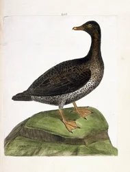 Eläinkartta (ornitologia): naarashaahka (haahka untuva tai somateria mollissima). Kuvitus Francois Nicolas Martinet