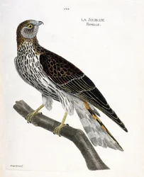 Eläinkartta (ornitologia): naarassoubuse (busard saint martin tai circus cyaneus) oksalla. Kuvitus Francois Nicolas Martinet