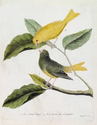 Eläinkartta (ornitologia): alhaalta ylös: Serin des canaries tai serinus canaria ja serin des canaries oksalla. Kuvitus Francois Nicon teoksesta "Lintujen historia, maalattu niiden esiintymisestä ja herkkyydestään"