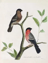 Eläinkartta (ornitologia): alhaalta ylös: uros- ja naarasbouvreil (pioni bouvreil tai pyrrhula pyrrrhula) oksalla. Kuvitus Francois Nicolas Martinetin (1731) teoksesta "Lintujen historia, maalattu niiden esiintymiselle ja herkkyydelle"