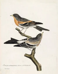 Eläinkartta (lintututkimus): ylhäältä alas: uros ja naaras Ardennespinson (northern pinson tai fringilla montifringilla) oksalla. Kuvitus Francois Nicon teoksesta "Lintujen historia, maalattu niiden esiintymisestä ja herkkyydestään"