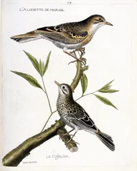 Eläinkartta (ornitologia): ylhäältä alas: suokiuru (pipit rousseline tai anthus campestris) ja cujelier (pipit farlouse tai anthus pratensis) oksalla. Kuvitus teoksessa "Lintujen historia, maalattu niiden ilmestymiseen ja herkkyyteen